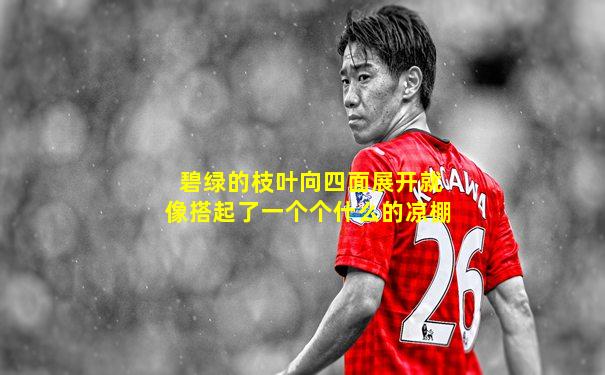 碧绿的枝叶向四面展开就像搭起了一个个什么的凉棚