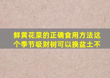 鲜黄花菜的正确食用方法这个季节吸财树可以换盆土不